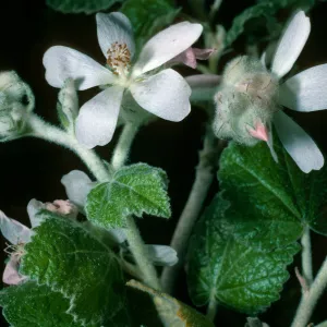 Malacothamnus clementinus