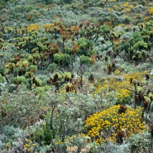 West Anacapa Island, West of Summit Peak, onshore slopes