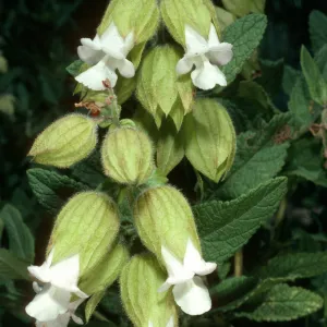 Lepechinia calycina, West Camino Cielo, Santa Barbara County