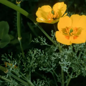 San Clemente Island, Eel Point grade, Eschscholzia ramosa