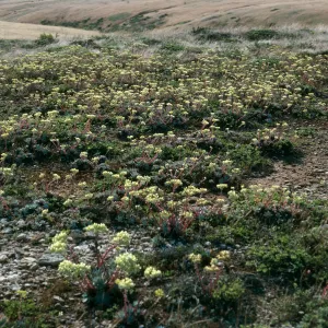 San Miguel Island, trail to Caldwell Point, Dudleya greenei