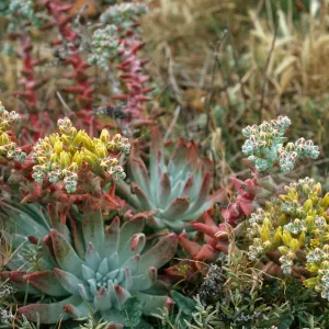 San Miguel Island, Hoffmann Point, Dudleya greenei