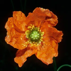 Papaver californicum, burn at Lake Cachuma, Santa Barbara County