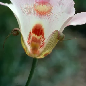 Calochortus venustus, Paradise Road, by Snyder Trail, Santa Barbara County