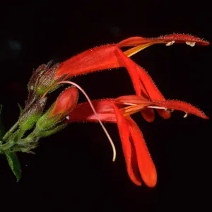 Santa Catalina Island, Avalon Canyon, Keckiella cordifolia