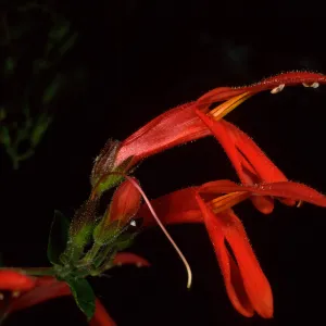 Keckielia cordifolia, Santa Catalina Island, Avalon canyon
