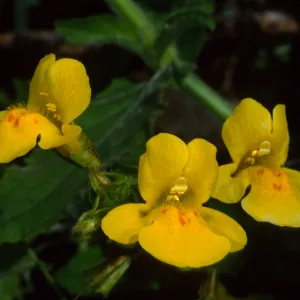 Mimulus guttatus, Santa Catalina Island, Silver Canyon