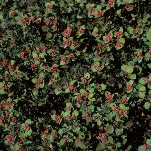 Rhus lentii, Santa Catalina Island, Gran Cañon