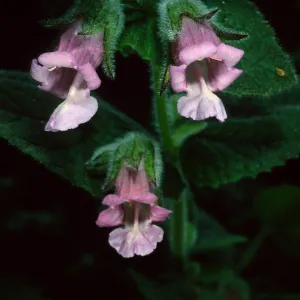 Lepechinia fragrans, Santa Catalina Island, Airport Road