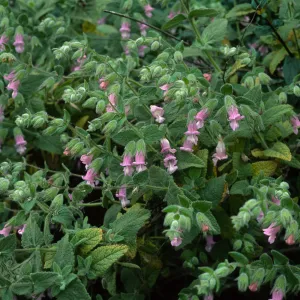 Lepechinia fragrans, Santa Catalina Island, Airport Road