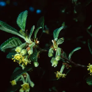 Cercocarpus traskiae, Santa Catalina Island, Wrigley Garden