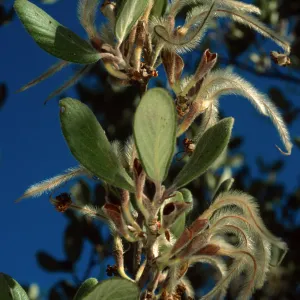 Cercocarpus traskiae, Santa Catalina Island, Wrigley Garden