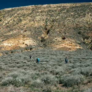 Santa Rosa Island, East of Cluster Point, NPS Transect #40