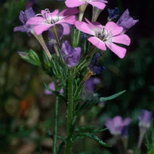 Santa Barbara Botanic Garden, Gilia tenuiflora hoffmannii