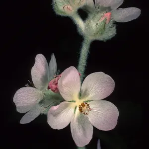 Malacothamnus clementinus, SBBG
