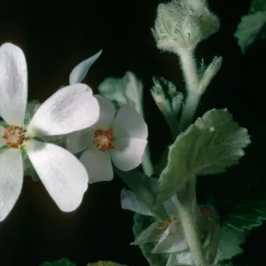 Malacothamnus clementinus, SBBG