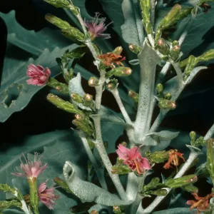 Stephanomeria guadalupensis, SBBG