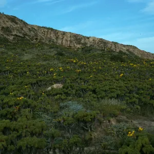 Coreopsis, San Nicolas Island, Northeast side near rock jetty