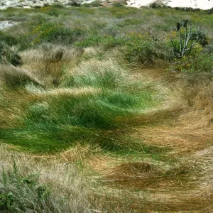 Eleocharis macrostachya, vernal pool west of Ranch Road on mesa, San Nicholas Island