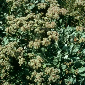  Eriogonum grande v. timorum, San Nicolas Island, West of Corral Harbor