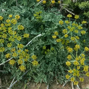 San Nicolas Island, South side, Lomatium insulare