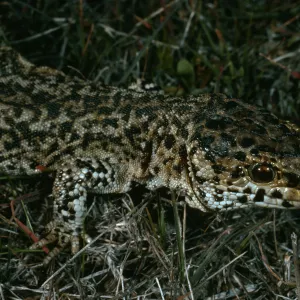 San Nicolas Island, Building #112, night lizard