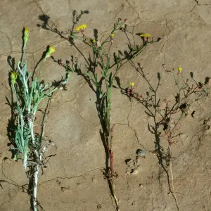  Malacothrix incana, M. polycephala, a hybrid, San Nicolas Island, Shannon Road