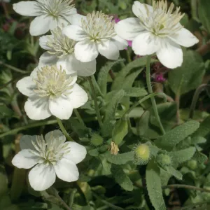 San Nicolas Island, Tender Beach, Platystemon