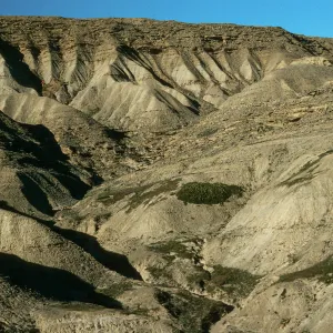 San Nicolas Island, South escarpment, West of Daytona Beach, Eschscholzia ramosa site in canyon fork