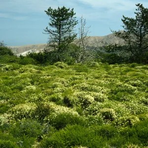 Santa Cruz Island, East of navy base, Adenostoma fasciculatum v. prostratum