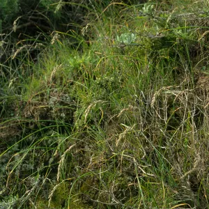 Santa Cruz Island, Christy Ranch, Poa scabrella