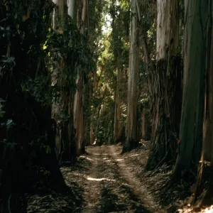 Bosque Mano, Santa Cruz Island, West of field station