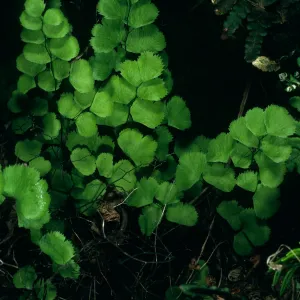 Santa Cruz Island, just West of Lyndal’s house, Adiantum jordanii