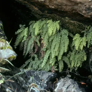 Santa Cruz Island, canyon, East of Lagunitas Secas, Adiantum pedatum