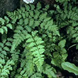 Santa Cruz Island, ¾ mile Northwest of Picacho Diablo, SC-484, Athyrium filix-feminia