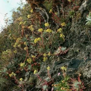 Santa Cruz Island, bluffs, mouth of Eagle Canyon, Dudleya greenei
