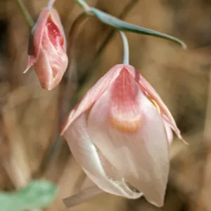 Santa Cruz Island, just East of Campo Raton, Christy Pines, Calochortus albus