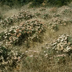 Eriogonum arborescens, Islay Canyon Road, Santa Cruz Island