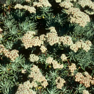 Eriogonum arborescens, Ridge above Mary’s Albert Weather Station, Santa Cruz Island