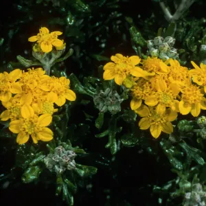 Eriophyllum confertiflorum, Sierra Blanca Ridge, Santa Cruz Island