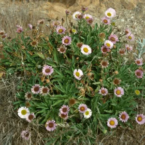 Erigeron glaucus, First canyon east of Valdez Canyon, Santa Cruz Island