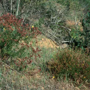 Santa Cruz Island, Helianthemum greenei, H, scoparium, from Stanton Ranch, road to south ridge