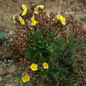 Santa Cruz Island, Helianthemum greenei, 1 mile East of Christy barn, South ridge