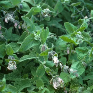 Santa Cruz Island, Lepechinia fragrans, East side of El Tigre