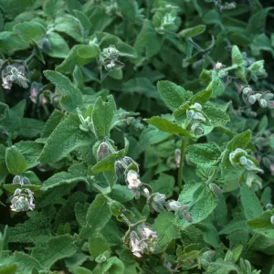 Santa Cruz Island, Lepechinia fragrans, East side of El Tigre