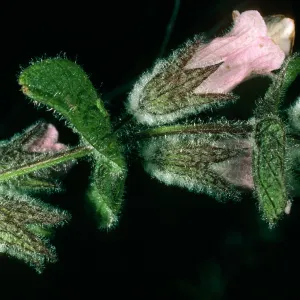 Santa Cruz Island, Lepechinia fragrans, East side of El Tigre
