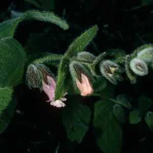 Santa Cruz Island, Lepechinia fragrans, East side of El Tigre