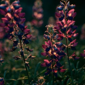 Santa Cruz Island, Lupinus albifrons, upper Christy Canyon