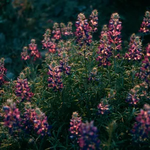 Santa Cruz Island, Lupinus albifrons, upper Christy Canyon