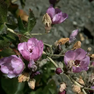 Santa Cruz Island, Malacothamnus fasciculatus nesioticus, Christy outhouse